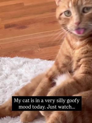 Cat Funny Moments 😸😸 #funnycat #funnycats #catsoftiktok #cattok#catslovers#catlife#funnyanimals#PetsOfTikTok#fyp#foryou #catlogic #crazycat #hahahub365