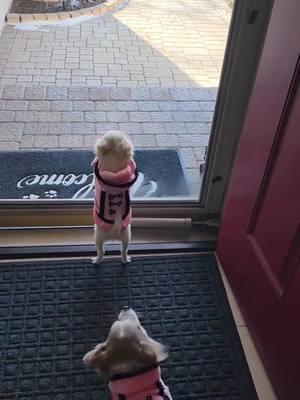 Let's dance #graciebeane #puppytiktok #cutepuppy #longhairedchihuahua #puppylove #frannieandthebeane #chihuahua #dancingpuppy #frannielife 