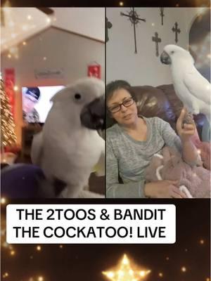 #LIVEhighlights #TikTokLIVE #LIVE  Bandit the cockatoo and Mr coco the cockatoo live . #2toos #mindset #postivitiy #justbelieve #health #buildingcommunity #ksu #mhk@Nicky @BanditTheCockatoo 