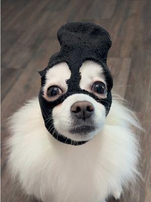 🤷‍♀️ What can you do? #worstbehavior #skimask #dog #pets #promsie 