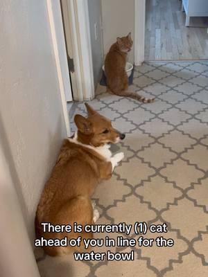 And he’s not even drinking 🙄 #catsoftiktok #corgi #fyp #waittime #corgisoftiktok #cat