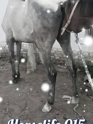 White and Brown Horse Breeding #horselife #horselove #horsemeeting #horsebreeding #breedinghorse #horselife015 #todayhorsebreeding #trendigmeeting #usahorse #uscontent #virla #fyp #tiktok