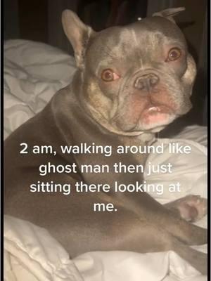 #frenchbulldog #dog #dogsoftiktok #flipsmom #foryoupage 