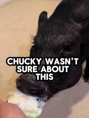 For a second, Chucky thought this was broccoli 😱 He realized it was just cauliflower 😮‍💨 #pigtubewithchucky #pig #pigs #piggy #minipig #minipigs #minipigsoftiktok #pigtok #pigsoftiktok #petpigs #indoorpig #petpig #pet #pets #PetsOfTikTok #animal #animals #animalsoftiktok #cute #fun #asmr #asmrsounds #asmrsounds #asmrvideo #asmrtiktoks #asmrfood #fyp #foryoupage #foodies 