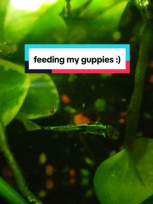 There's only two btw! Also you already know I had to use THE TikTok water audio 😭 #guppy #guppyfish #guppies #guppiesoftiktok #plantedtank #cobraguppy #cobraguppies #petfish #fishkeeping #aquarium #aquariumhobby #aquariumfish #aquariumsoftiktok #aquariumcheck #petcheck #PetsOfTikTok #aquariums #fishtank #fishtanksoftiktok #fishtanks 