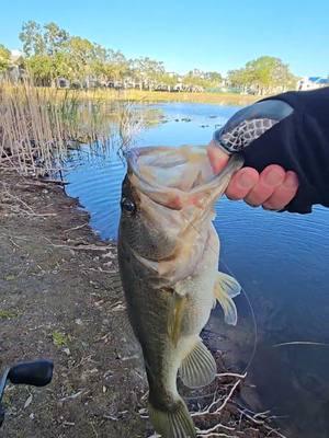 #LIVEhighlights #TikTokLIVE #LIVE Always fun revisiting old ponds and catching new fish 🐟  #fwc #fypfishing #fisherman #bassfishing #fishingtrip #fishing #fishtok #fishinglife #adventurefishing #pondfishing 