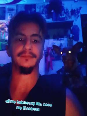 #chihuahuastiktok #puppytiktok #savetiktok #staypositivebethechange #2025future #daytonohio #ohio #thecraycraybashshow 