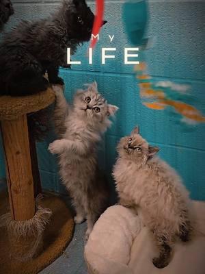 Playful curly cross kittens. #windyhillpets.com #kathyskattery #grumpycat #curlycat #selkirkrex @erin finn 