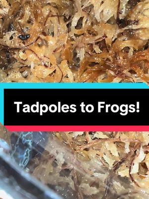 5/5 tadpoles made it and turned into frogs ☺️ #posiondartfrog #PetsOfTikTok #frog #frogs #dartfrogs #dendrobatesazureus #dendrobatestinctorius #posiondartfrogs #joshsfrogs #tadpoles #amphibian #frogsoftiktok 