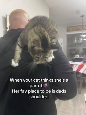 She only does this with her dad! @Bob Fettig #yougotafriendinme #bampa #catsoftiktok #catsvideo #fypシ゚viral #parrot #cattricks @Rowdie_ Lynn 