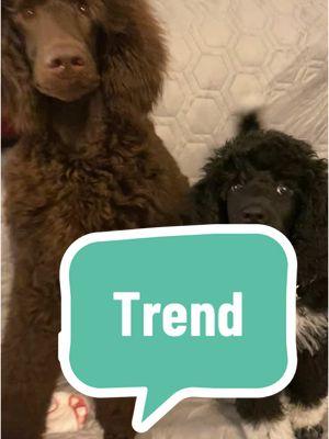 HAHA @Maddie, Jovie & Nessie🤍🤎🐩  #dogowner #dogsoftiktok #dogowners #dogownersoftiktok #puppy #purebreddog #purebred #dogownerlife #dogsoftikok #mixedbreed #poodlemix #poodle #standardpoodle #fy 