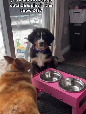 How could I say no to that precious face? 🥹 she LOVES the snow!  #fyp #foryou #foryoupage #dogmom ##momof4  #bernesedaily #bernesemountaindogs #bernesepuppy #dog #doglover #bernesemountaindog  #bernesemountaindoglovers #bernese #puppy #puppylove  #puppies#bernesemountaindogpuppy #dogsofinstagram 