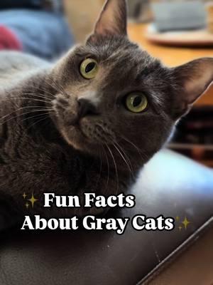 Do you have a Gray Cat?  #graycat #fyp #fypシ #catsoftiktok #graycatsoftiktok #meow #cat 