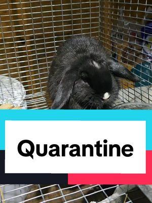 Replying to @ib_homestead_committee I had to quarantine Galaxy. #hollandlop #livestock #selfreliance #foodsecurity #homestead #raisingrabbits #survival #homesteading #survival 