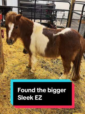 Found the bigger Sleek EZ🤣🐴 #minihorse #minimare #horsegrooming #deshedding 