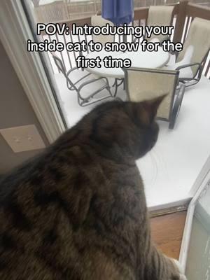 Immediately no #insidecat #catsoftiktok #cattok #funnycat 