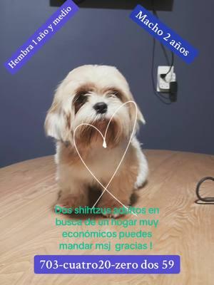 Shihtzus disponibles  un macho y una hembra !!! #shihtzus #dogs #puppy #pollocamperomanassas #va #virginia #fypシ  #teamwork #teamcanguros🦘 