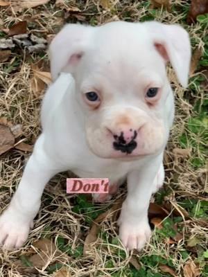 His Gotcha Day! 💙 #6weeksold #deaf #boxer #whiteboxer #boxersoftiktok #dogs #fyp 