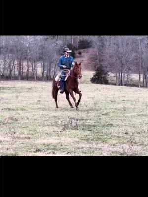 🫎 Mσσʂҽ: 2018 AQHA Sorrel Gelding, 15.1 Hands 🫎 𝘐𝘔𝘈 𝘓𝘪𝘵𝘵𝘭𝘦 𝘉𝘳𝘰𝘸𝘯 𝘉𝘶𝘨 (𝘚𝘩𝘢𝘸𝘯𝘦 𝘉𝘶𝘨, 𝘓𝘛𝘌 $277𝘬+ & 𝘖𝘌 𝘰𝘧 $5.3+𝘮𝘪𝘭) 𝘹 𝘊𝘩𝘢𝘻𝘪𝘦 𝘋𝘰 (𝘍𝘪𝘯𝘢𝘭 𝘊𝘰𝘯𝘲𝘶𝘦𝘴𝘵, 𝘓𝘛𝘌 $114,695) Mσσʂҽ is a 2018 AQHA sorrel gelding that stands 15.1 hands. He's a ranch horse deluxe and has done ALL aspect of ranch work. Roping, dragging cattle, sorting - you name it! He has the endurance to last all day and is happy doing it! He's no stranger to the arena and has all the potential to make a 1D-2D barrel horse. He's ready to build on his roping skills and get started out of the box also! Located in Mountain View, MO 𝘽𝙞𝙙𝙙𝙞𝙣𝙜 𝙚𝙣𝙙𝙨 𝙏𝙪𝙚𝙨𝙙𝙖𝙮 1/14 𝙖𝙩 7:15𝙥𝙢 𝘾𝙎𝙏. 👉 View all his details, video, pedigree, QData & bid [Links in Bio] . . . #cowponysales #cowpony  #ranchhorse #westernriding #horseforsale  #ranch   #westernhorse  #premierhorse #onlinehorsesale #trailhorse #ranchlife #ranching    #ranchversatility #familyhorse #versatility #barrelhorse #ranchgelding #aqha #ropegelding