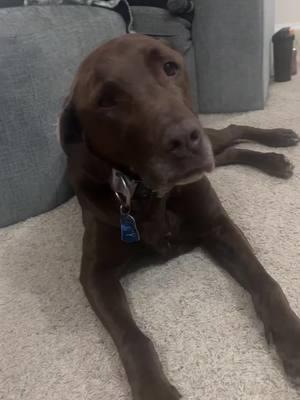 “You going to eat your tots” #dogsoftiktok #gwp #chocolatelab #dogs #huntingdog 