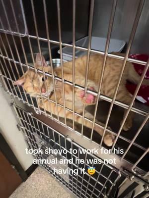 very embarrassing to say the least 🙂 #cat #fypage #shoyothecat #catsoftiktok #shoyo #orangecat #fyp #vet