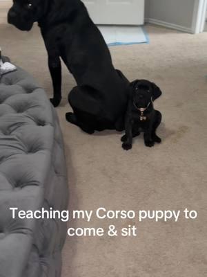 We’re still working but Kane has been a big help! She copies everything he does #fyp #canecorsolife #puppytraining #canecorso #DogTraining #dogmomsoftiktok #doglovers 