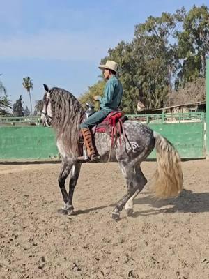 #MAYO  HIJO DEL #FAMOSO #MOLINETE #PURARAZAESPAÑOLA #CABALLOSBAILADORES #HORSES #CABALLOS #LOSANGELES #JALISCO #MEXICO #FYP #RANCHOMOLINETE #RANCHOLOSJIMENEZ 