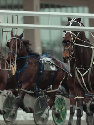 Give me my rig and I literally could spend all day just filming in the snow…😍😍😍  #harnessracing #horse #horsesoftiktok #horsesontiktok #standardbred #horseracing #sonyfx30 #contentcreator #chrisgoodenvisuals #polarpro 