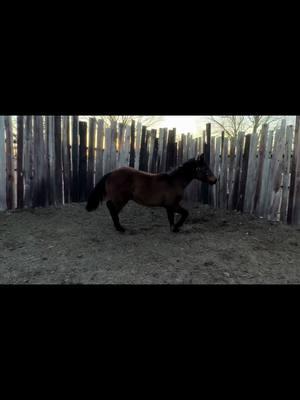 Man I sure wish I could keep them all #ranchlife #ranchtok #cowhorses #hiredgun #aqha #cowhorse #performancehorse #horses #goodhorse #filly 