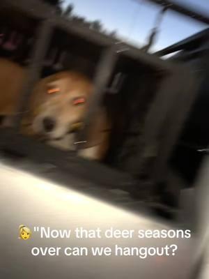 #doghunting #huntingseason #doghuntinglife #deerdogs #hounds #rundogs #houndsman #bigbucks #deerseason #fyp @Jonah Sampson @Jacob Sampson @TJ 