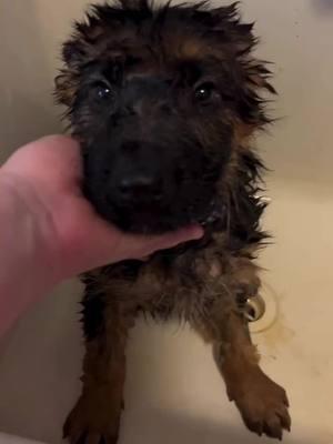 Haha the pups didn’t know what to think about their baths today!!  #pureheartgermanshepherds #pureheartgsd #gsd #germanshepherds #gsdfamily #gsdlove #gsdpets #gsdlife #germanshepherdlife #pets #dogs #doglife #puppies #coloradodogs #gsdbreeder #gsdpuppies #coloradopups #germanshepherdlove           . . . #puppiesofinstgram #puppiesoftiktoc #dogsofinstagram #dogsogtiktoc #petsofinstagram #petsoftiktoc  #germanshepherdsofinstagram #germanshepherdsoftiktoc  #gsdoftiktoc #gsdoftiktoc 