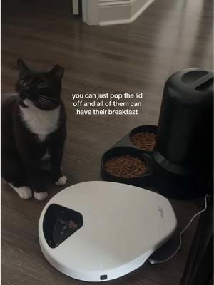 This has been nice to have on hand for those days I don’t have energy in the morning or get busy with the day. Definitely worth it! @UBPetUS #automaticcatfeeder #automaticwetfoodfeeder #catfeeder #wetfoodfeeder #wetfood #cattok #catmom #catmomlife 