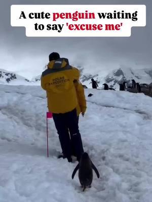 Ummm…. excuse me! #furbabiesoftiktok #penguinsoftiktok #happyfeet #excuseme 