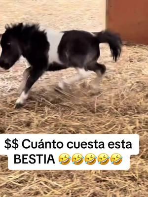 Cuanto custa este animalito #cuantocuesta #cuantocuestatu#pablo #pabloescobarchallenge #pabloesco #humor #fyp #funny #fyp 