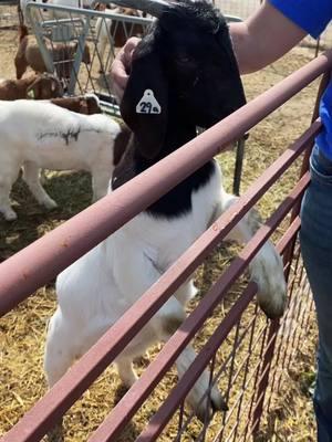 That’s the spot!! Don’t move lol! #showgoats #dontmove #thatsthespot #boergoats #goats #babygoats #babygoat #fyp #cute #bakersfieldcalifornia #maggentishowgoats 