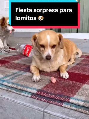 Fiesta sorpresa para lomitos 🐶 ellos también celebraron 🎁 #perritos #perritosfelices #regalosdenavidad #perrosdetiktok #perroslindos #elchiquisquintero #rosaritobeach #tijuana 