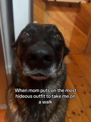 Second hand embarrassment #beglianmalinois #dogsoftiktok #dog #malinoisoftiktok #malinois #malinoislovers #belgianmalinoisoftiktok #maligators #maligatormom #fypシ #dogs 