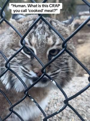 Meemie is complaining about her new food texture  #bobcat #angrycat #sanctuarylife #wildcat 