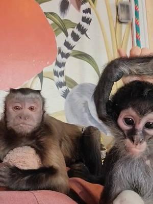 It’s a snacking and grooming kinda day. #coldoutside #benji #capuchin #Maggie #spidermonkey #fyp #monkey #together 