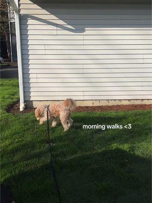 anyone else’s dog go potty in bushes? 😅 #morningwalks #dogwalk 