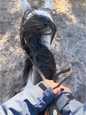 We had a few crow hops yesterday, that look violent because my phone holder flopped at the joint I didn’t tighten enough and then my phone came off the magnet that holds it🤣 I thought this sound would be good but it fits perfect.  —————— #barrelracing #blessed #dappledgrey #horses #ottb #ottbsoftiktok #western #country #fail #crowhop #horsefail 