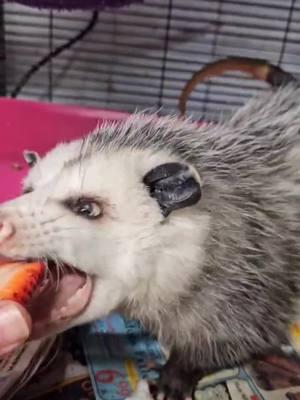 Thank you for the strawberries!!! Not sure who dropped off and flat of strawberries the other day but the critters say thank you!!!  #noanimalisanuisance #misfitsrehab #nonprofit #saveanimals #savewildlife #wildliferehabilitation #wildliferescue #wildliferehab #wildanimals #wildlife #ittakesavillage 