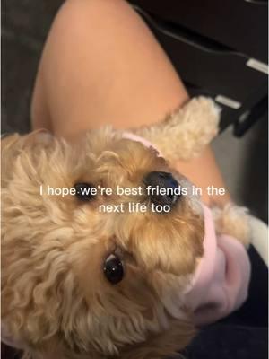 My whole world #CapCut #fyp #toypoodle #dogsoftiktok #dogmom #fyppppppppppppppppppppppp #poodlesoftiktok #mybestfriends 