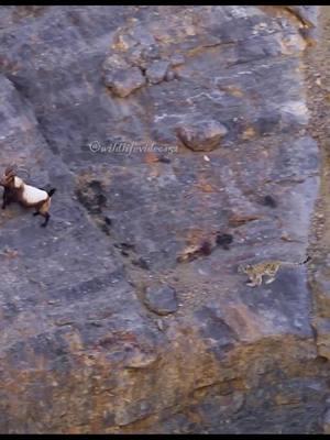 Snow Leopards Hunting in Spiti Valley #wildlifeoftiktok#natureismetal#animallifestyle #natureisbrutal #animalwildlife