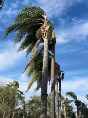 Strong winds  #strongwinds #windstorm #wildfire #winds #pauma #wildfires #strongwind #fyp #lafire #californiafire #fireseason 