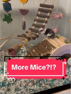 Replying to @appleuser38224237 welcoming the newest babies to the Animal Room, the original owner had accidentally bred their mice and BOOM! now I have 3 new babies 😅 They’re so curious and sweet, I love them already 💕 What should I name them?? #mouse #mousetok #mice #micetok #baby #babies #babymice #rodent #rodentsoftiktok #smallanimals #smallanimal #smallanimalsoftiktok #fyp #fypシ #fypage #fypシ゚viral 