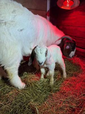 Welcome to the world Peter! #showgoats #amdafarm #boergoats #westvirginia #boergoatsoftiktok #countryroads #boergoatsoftiktok #babygoat #winter #peterparker #peterpan #peterpool 