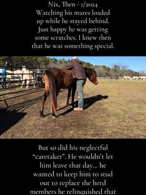 Nix’s Journey. The beginning of the rest of his life. Never again will he be neglected, starved or overlooked. He will always have a home that loves and takes care of him. He’s been started by @Angell Performance Horses and we couldn’t be happier with his progress. #horses #coltstarting #ararabianupdate #ararabians #arkansasarabians #arabian #arabianhorse #horsegirl 