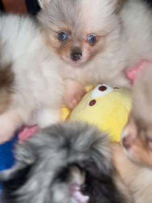 1 AM play session 🤪 #pomeranian #cutepuppies #onthisday #pomeranianpuppies #pomeraniansoftiktok 