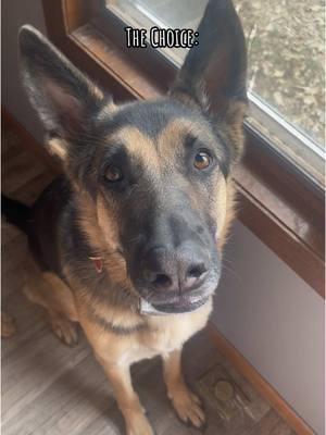 This was after 3 minutes of brushing! Our house is pet hair free thanks to our trusty shark vacuum! #hannaschkennels #germanshepherd #germanshepherdsoftiktok #shark #sharkvacuums 